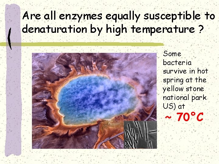 Are all enzymes equally susceptible to denaturation by high temperature ? Some bacteria survive