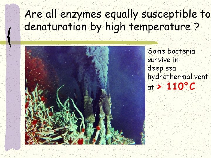 Some bacteria survive in deep sea hydrothermal vent at > 110°C 