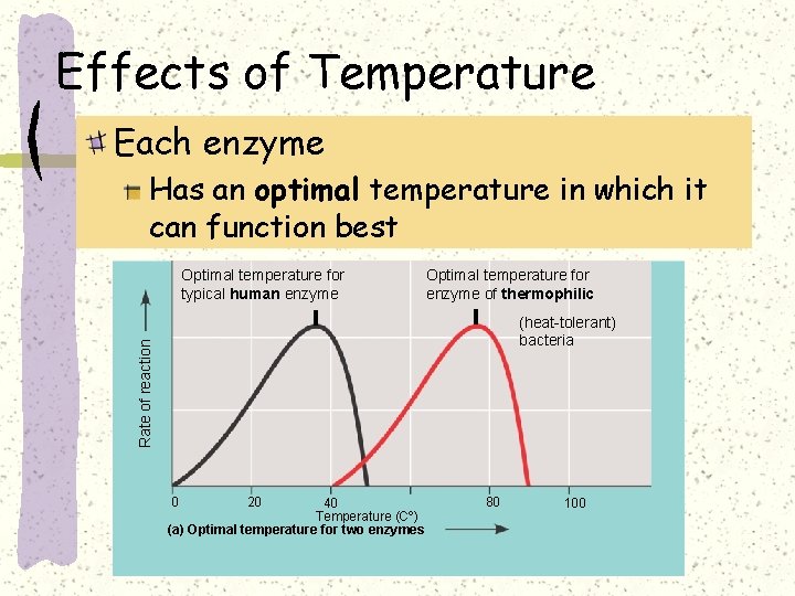 Effects of Temperature Each enzyme Has an optimal temperature in which it can function
