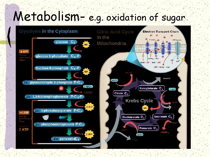 Metabolism- e. g. oxidation of sugar 