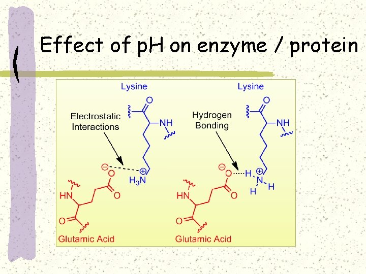 Effect of p. H on enzyme / protein 