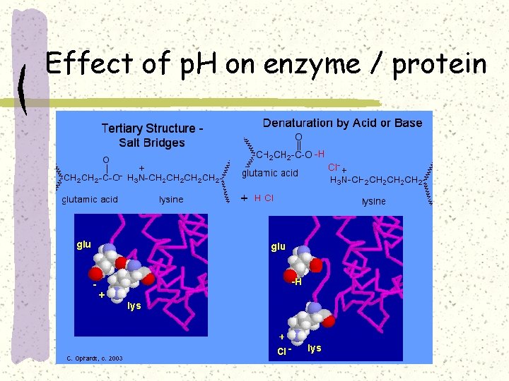 Effect of p. H on enzyme / protein 