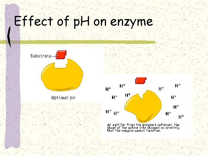 Effect of p. H on enzyme 