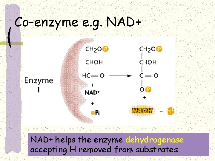 Co-enzyme e. g. NAD+ helps the enzyme dehydrogenase accepting H removed from substrates 