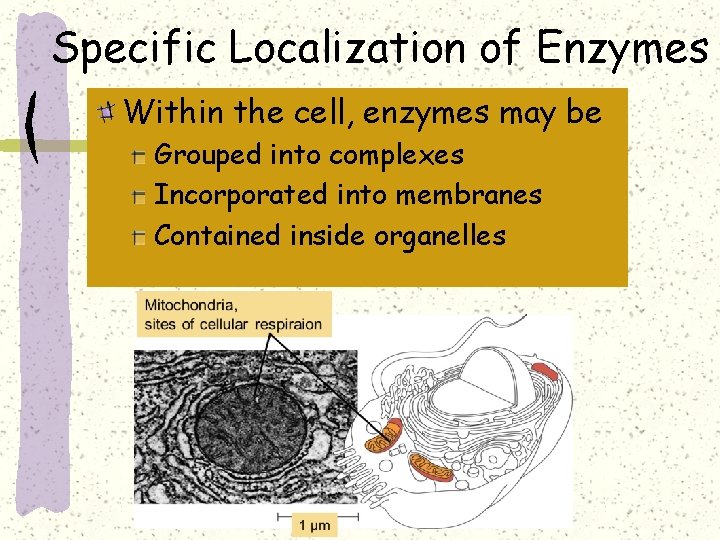 Specific Localization of Enzymes Within the cell, enzymes may be Grouped into complexes Incorporated
