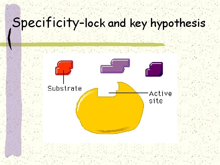Specificity-lock and key hypothesis 