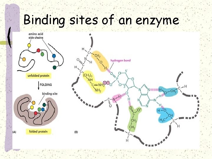 Binding sites of an enzyme 