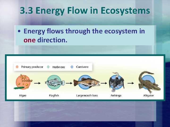 3. 3 Energy Flow in Ecosystems • Energy flows through the ecosystem in one 3. 3 Energy Flow in Ecosystems • Energy flows through the ecosystem in one