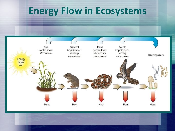 Energy Flow in Ecosystems Energy Flow in Ecosystems