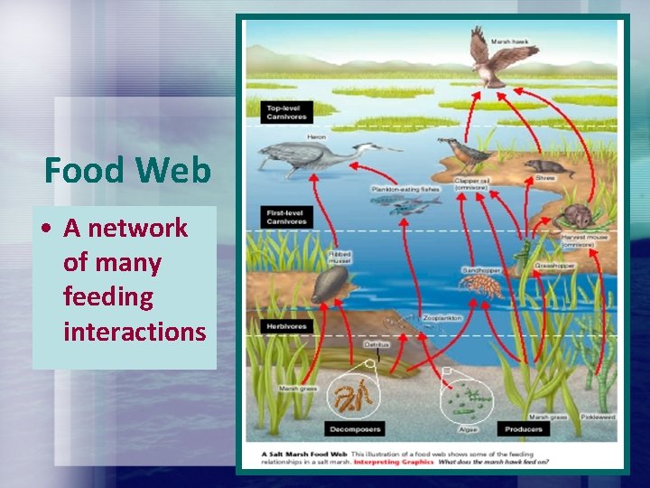Food Web • A network of many feeding interactions Food Web • A network of many feeding interactions