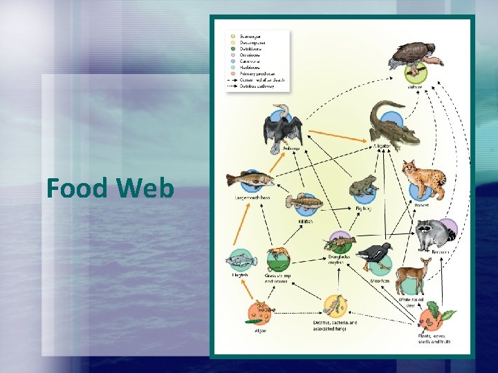 Food Web Food Web