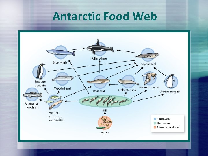 Antarctic Food Web Antarctic Food Web