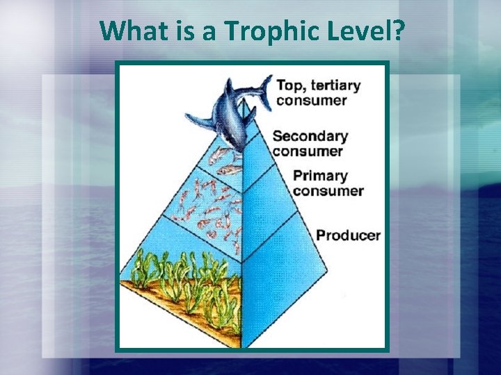 What is a Trophic Level? What is a Trophic Level?