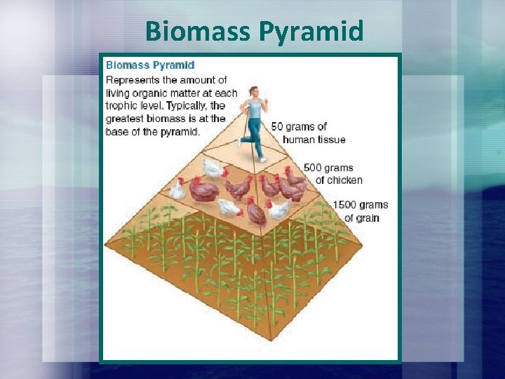 Biomass Pyramid Biomass Pyramid