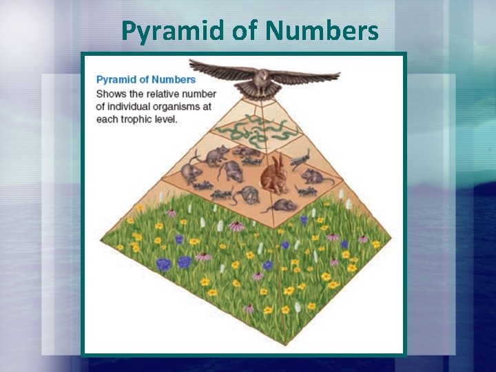 Pyramid of Numbers Pyramid of Numbers