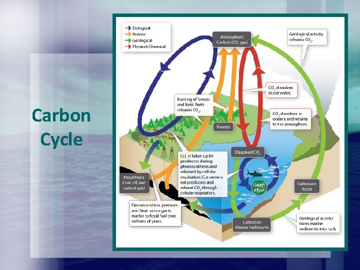 Carbon Cycle Carbon Cycle