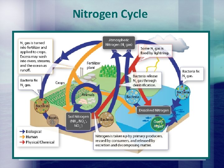 Nitrogen Cycle Nitrogen Cycle
