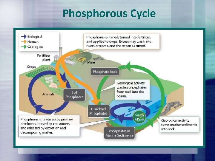 Phosphorous Cycle Phosphorous Cycle