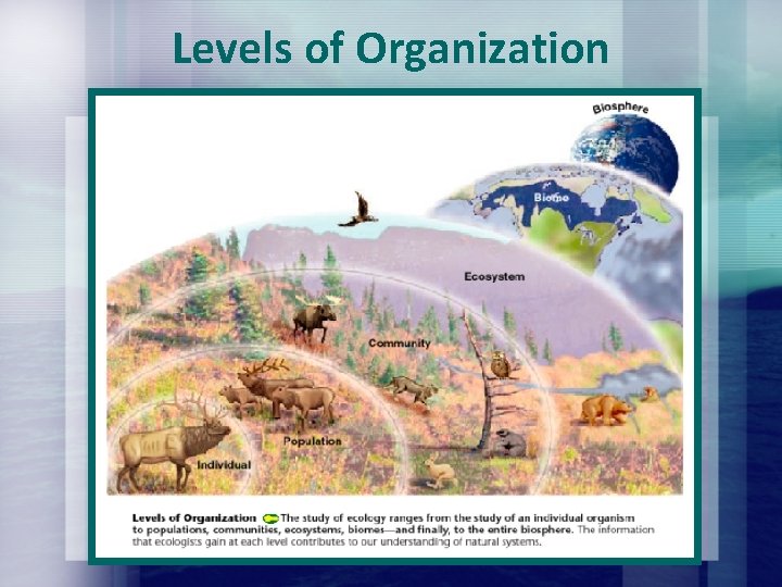 Levels of Organization Levels of Organization