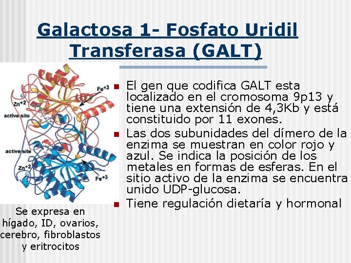 Galactosa 1 - Fosfato Uridil Transferasa (GALT) n n Se expresa en hígado, ID,