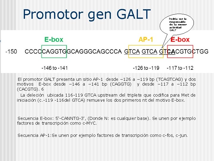 Promotor gen GALT Podría ser la responsable de la menor actividad GALT El promotor