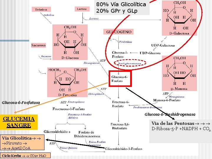 80% Vía Glicolítica 20% GPr y GLp Glucosa-6 -Fosfatasa GLUCEMIA SANGRE Via Glicolitica Piruvato