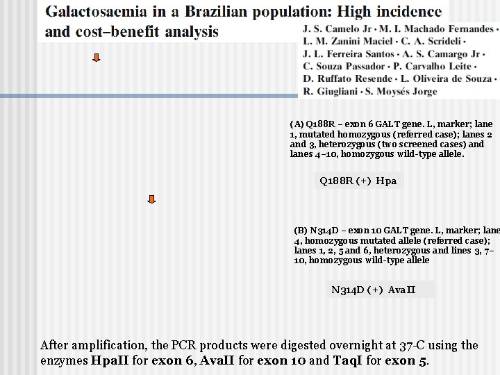 (A) Q 188 R – exon 6 GALT gene. L, marker; lane 1, mutated