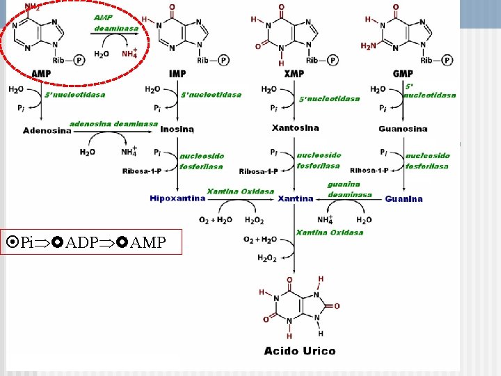  Pi ADP AMP 