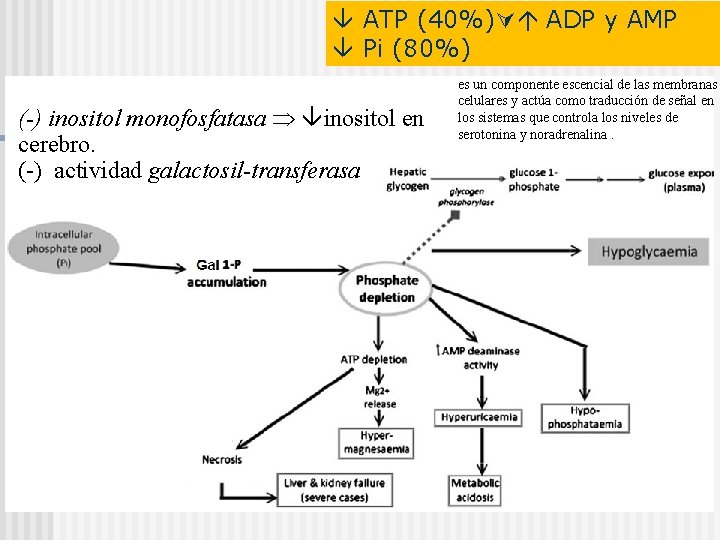  ATP (40%) ADP y AMP Pi (80%) (-) inositol monofosfatasa inositol en cerebro.