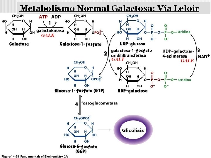 Metabolismo Normal Galactosa: Vía Leloir 