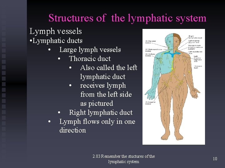 Structures of the lymphatic system Lymph vessels • Lymphatic ducts • Large lymph vessels