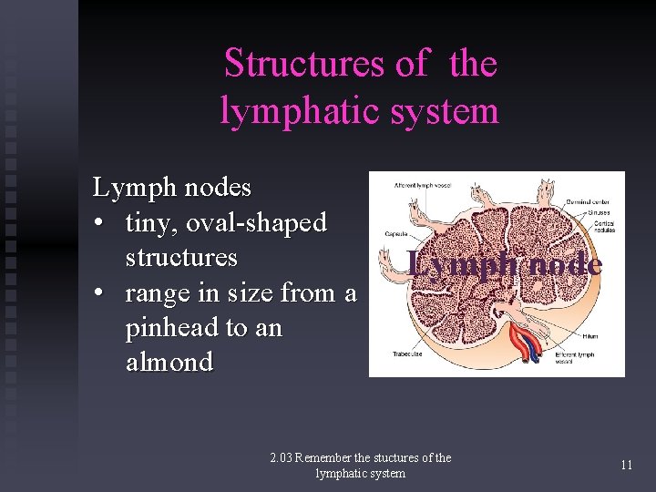 Structures of the lymphatic system Lymph nodes • tiny, oval-shaped structures • range in