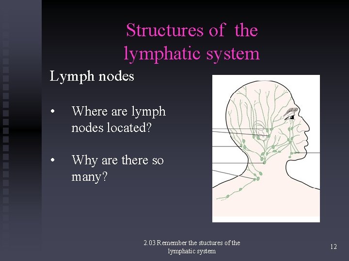 Structures of the lymphatic system Lymph nodes • Where are lymph nodes located? •