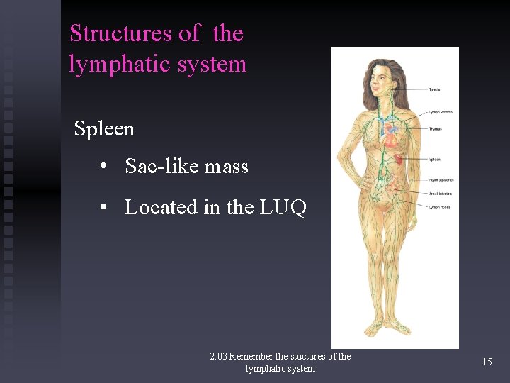 Structures of the lymphatic system Spleen • Sac-like mass • Located in the LUQ