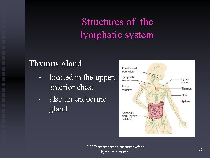 Structures of the lymphatic system Thymus gland • • located in the upper, anterior