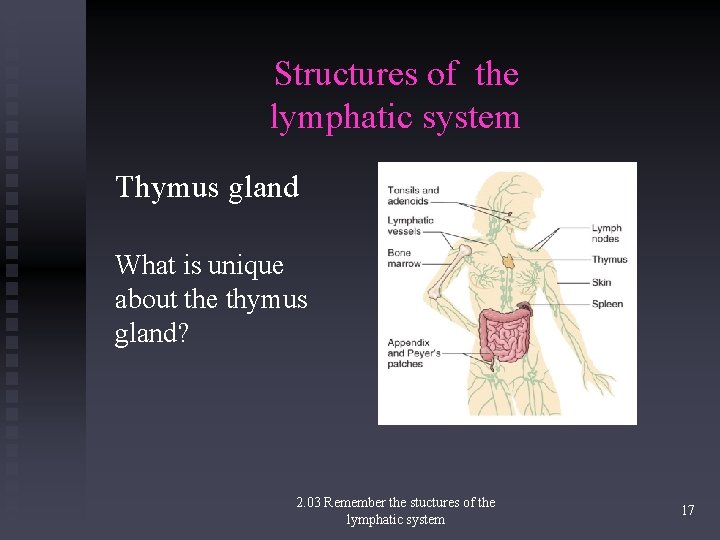 Structures of the lymphatic system Thymus gland What is unique about the thymus gland?