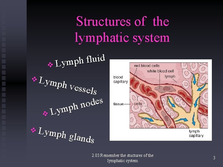 Structures of the lymphatic system d i u l f h p m v