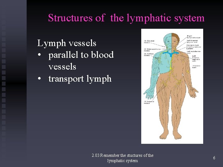 Structures of the lymphatic system Lymph vessels • parallel to blood vessels • transport