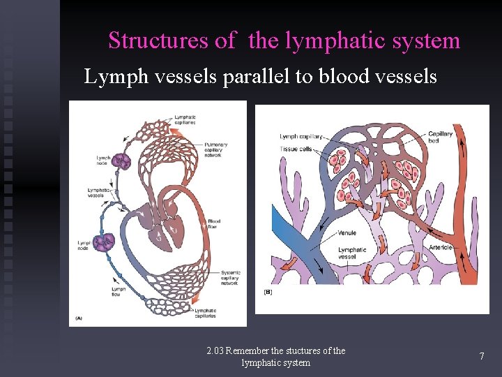 Structures of the lymphatic system Lymph vessels parallel to blood vessels 2. 03 Remember