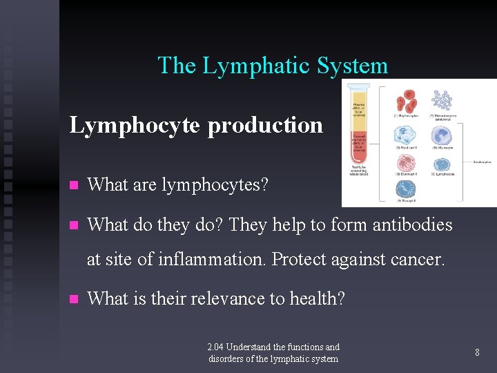 The Lymphatic System Lymphocyte production n What are lymphocytes? n What do they do?
