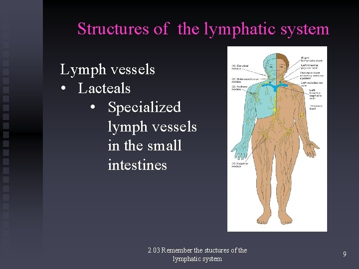 Structures of the lymphatic system Lymph vessels • Lacteals • Specialized lymph vessels in