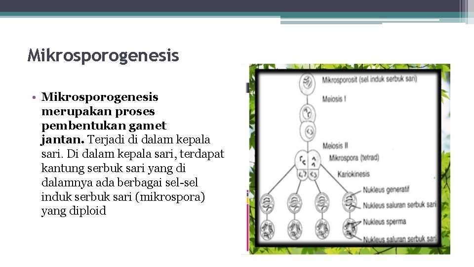 Mikrosporogenesis • Mikrosporogenesis merupakan proses pembentukan gamet jantan. Terjadi di dalam kepala sari. Di