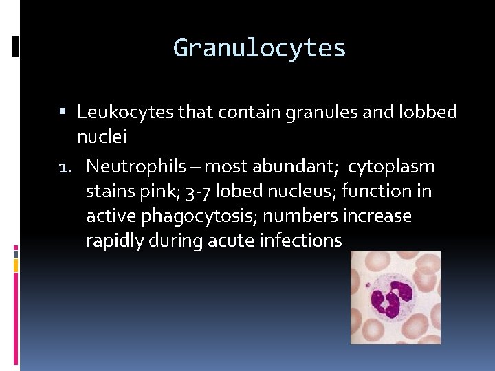 Granulocytes Leukocytes that contain granules and lobbed nuclei 1. Neutrophils – most abundant; cytoplasm