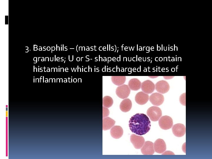 3. Basophils – (mast cells); few large bluish granules; U 0 r S- shaped