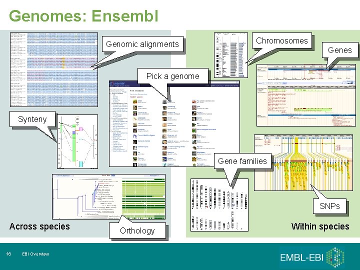 Genomes: Ensembl Genomic alignments Chromosomes Genes Pick a genome Synteny Gene families SNPs Across