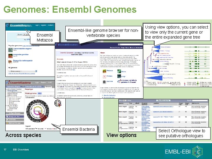 Genomes: Ensembl Genomes Ensembl Metazoa Ensembl-like genome browser for nonvertebrate species Ensembl Bacteria Across