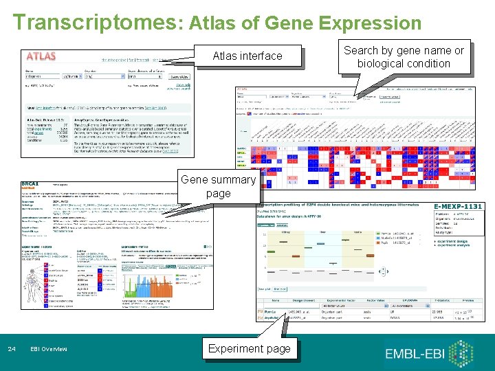 Transcriptomes: Atlas of Gene Expression Atlas interface Gene summary page 24 EBI Overview Experiment