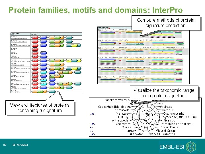 Protein families, motifs and domains: Inter. Pro Compare methods of protein signature prediction Visualize