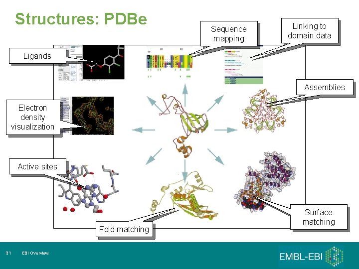 Structures: PDBe Sequence mapping Linking to domain data Ligands Assemblies Electron density visualization Active
