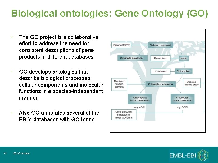 Biological ontologies: Gene Ontology (GO) 41 • The GO project is a collaborative effort